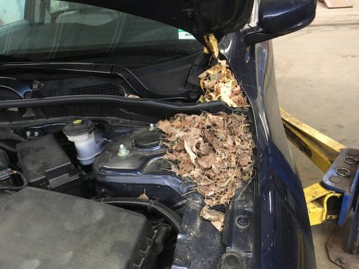 Image result for car upholstry damage by Pests
